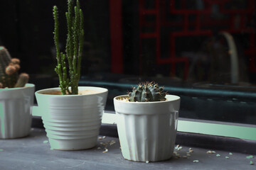 Cactus in the pots beautiful interior object placed by the window.