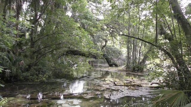 Native Florida vegetation and swamp river
