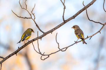 Two Green and yellow songbird, The European greenfinches sitting on a branch in spring.