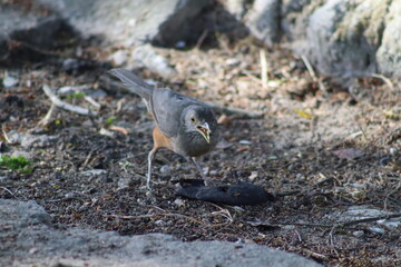 grey heron on the beach