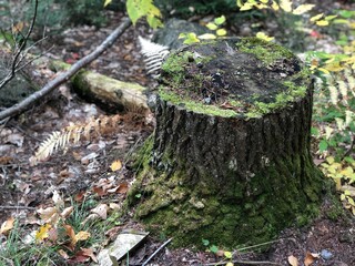 There is a tree trunk on the ground with moss in a coniferous forest, there are some plants surround it, such as pine tree, fern and fern allies. Because of wet weather, soil looks dark and wet.