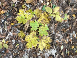 The ground covered with yellow maple leaves, the view surrounding evergreens cause these red, orange, and yellow maple leaves, and it is in New Hampshire, US.