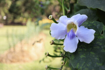 Thunbergia grandiflora flower are blooming in the garden.