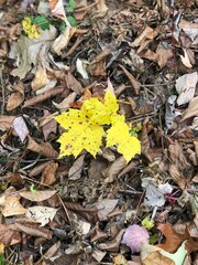 The ground covered with yellow maple leaves, the view surrounding evergreens cause these red, orange, and yellow maple leaves, and it is in New Hampshire, US.