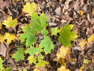 The ground covered with yellow maple leaves, the view surrounding evergreens cause these red, orange, and yellow maple leaves, and it is in New Hampshire, US.