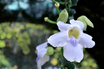 Thunbergia grandiflora flower are blooming in the garden.