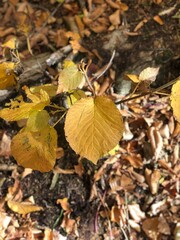 The ground covered with yellow maple leaves, the view surrounding evergreens cause these red, orange, and yellow maple leaves, and it is in New Hampshire, US.