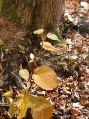 The ground covered with yellow maple leaves, the view surrounding evergreens cause these red, orange, and yellow maple leaves, and it is in New Hampshire, US.