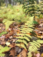 The ground covered with yellow maple leaves, the view surrounding evergreens cause these red, orange, and yellow maple leaves, and it is in New Hampshire, US.