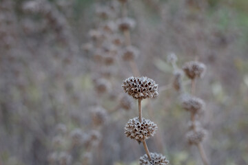 Grey empty bracts previously housing dehiscent nutlet fruit of Black Sage, Salvia Mellifera, Lamiaceae, native shrub in Temescal Gateway Park, Santa Monica Mountains, Transverse Ranges, Winter.