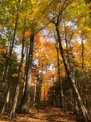 Obraz premium Autumn golden scene, look up nature landscape scene in a park, with falling Leaves, scenery with a nice tree, falling leaves, clear blue sky. Beautiful autumn fall forest scene with vibrant colors.