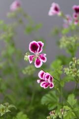 Pelargonium 