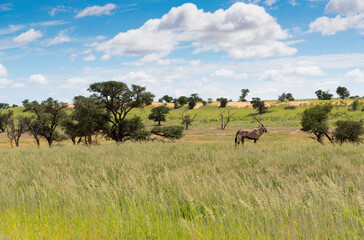 Naklejka na ściany i meble Oryx Antelope In The Auob Valley In The Rainy Season Kgalagadi Transfrontier National Park South Africa
