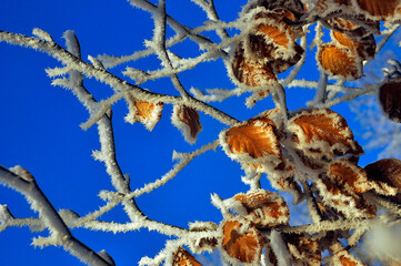 Hoarfrost on leaves against a blue sky