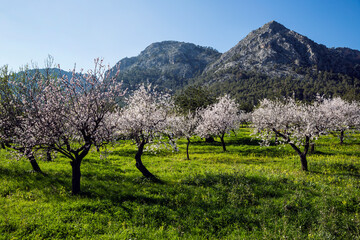 Blossoming Almond Trees In A Plantation On Mallorca, Spain