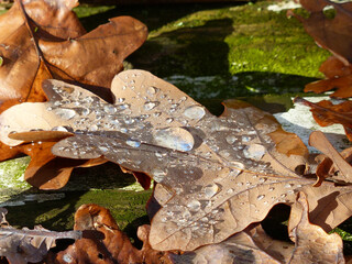Autumnal Oka Leaf With Big Water Drops