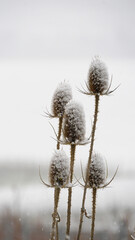 Wild Teasel In Winter, Dipsacus Fullonum
