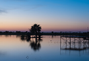 Palm Tree And Footbridge At A Lake At Dusk Hardap Namibia