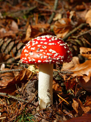 Palatinate Forest, Fly Agaric, Amanita Muscaria In Sunshine