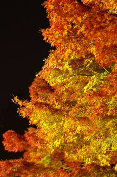 夜の紅葉 © taya27mu2