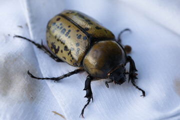 Hercules Beetle