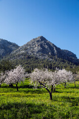 Blossoming Almond Trees In A Plantation On Mallorca, Spain