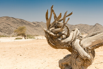 Uprooted Tree In The Remote Hoanib Valley Kaokoveld Namibia
