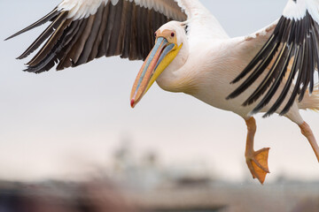 Pelican In The Approach