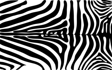 Black and white zebra stripes background. Vector illustration. Zebra pattern, stylish stripes texture. Animal natural print. For the design of wallpaper, 
