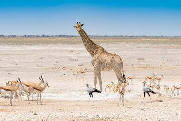 Fototapeta na wymiar Giraffe Secretary Birds And Jumpbucks At A Waterhole In Etosha Namibia