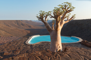 Butter Tree Grootberg Namibia Succulent Tylecodon Paniculatus