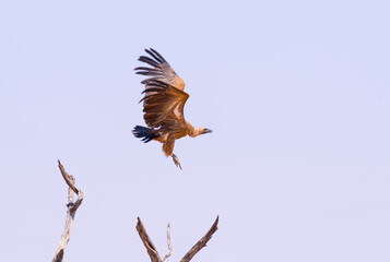 A Vulture Flies Away From A Tree