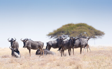 Naklejka na ściany i meble Blue Wildebeest In Etosha National Park Namibia