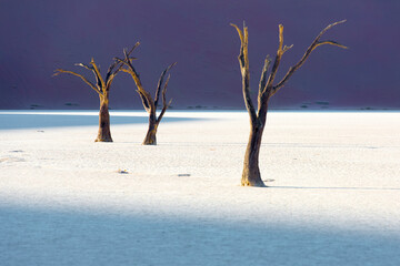 Dead Trees In Deadvlei Namib, Namibia
