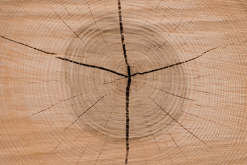 Cutting Surface Of A Tree Showing The Annual Rings Close-up
