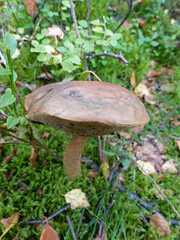 Brown Mushroom On Forest Floor