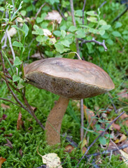 Brown Mushroom On Forest Floor