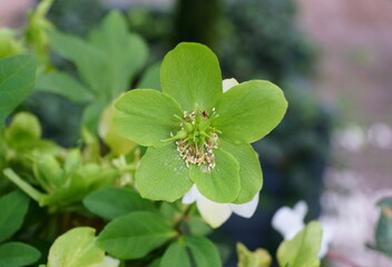 Green flower of Christmas Rose, a buttercup plant