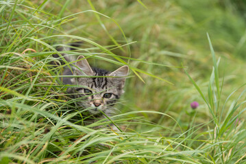Gray Kitten Observed In The Meadow Little Attention