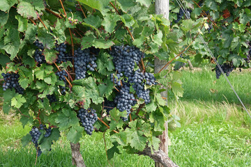Ripe Blue Grapes Hanging In A Vineyard, Winegrowing Area Rhinehesse, Germany