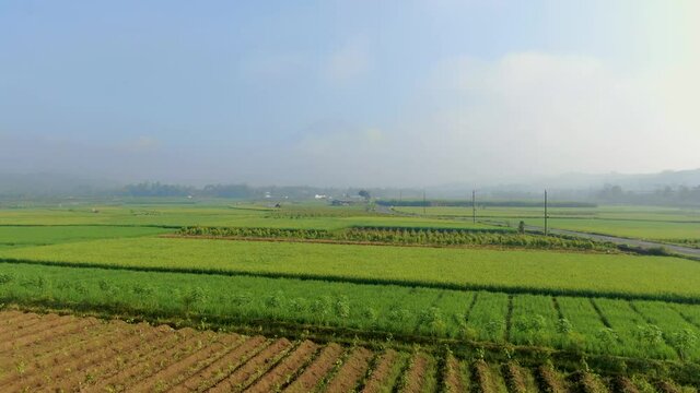 Idyllic rice fields in Indonesian village Salaman Magelang on Java, aerial view