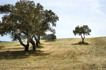 Cork Oaks In Sardegna