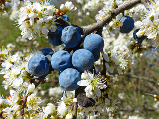Sloe Blossoms And Fruits The Same Time At The Same Bush