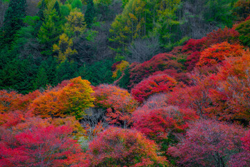 長野県箕輪町もみじ湖の紅葉　紅葉湖　箕輪ダム
