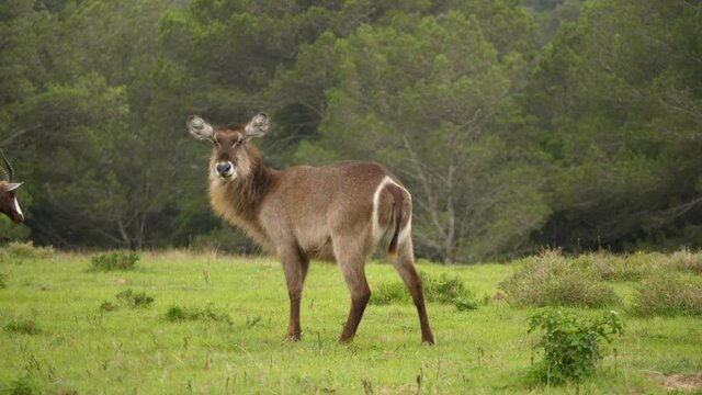 A female waterbuck stands tall on the vibrant green meadow, tracking shot.