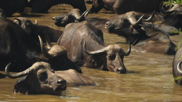 A herd of cape buffalo wallowing in a muddy river, South Africa.