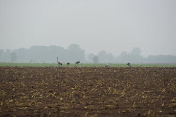  Cranes on a field