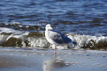  Seagull on the beach
