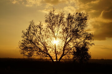 Fototapeta na wymiar Tree in the evening light