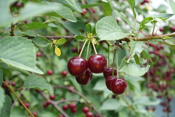 Obraz premium Sour cherries on the tree